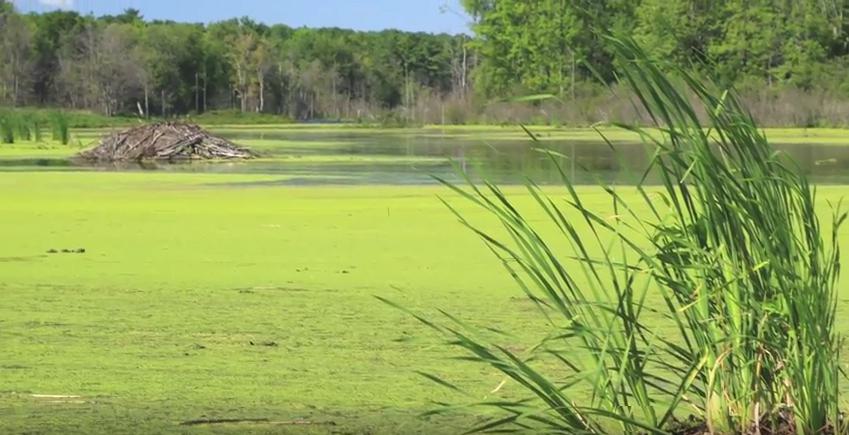 Algae video still
