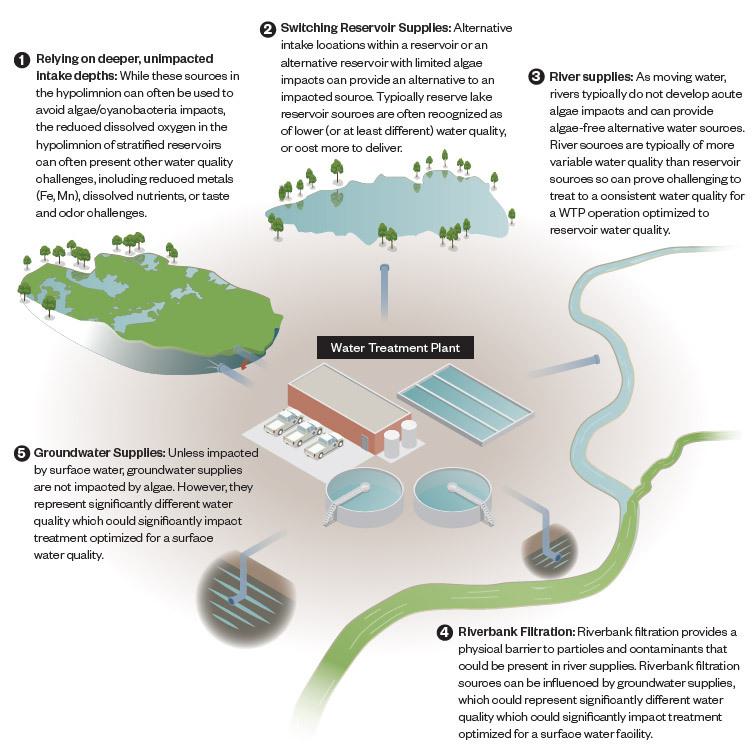 Algae wrf 3