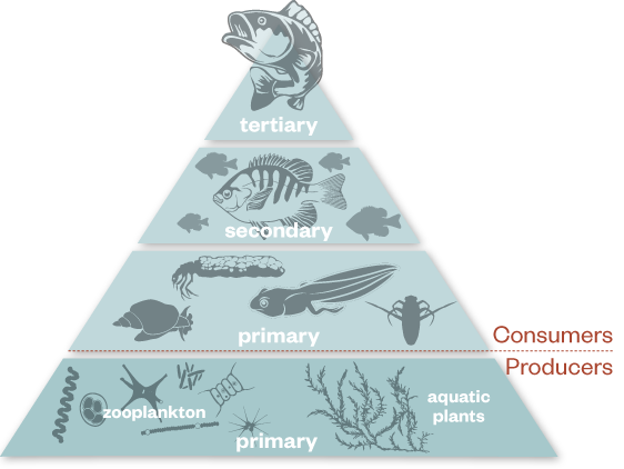 Algae layers