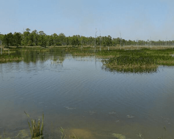 PPP to Create Shallow Water Storage water farm like SFWMD